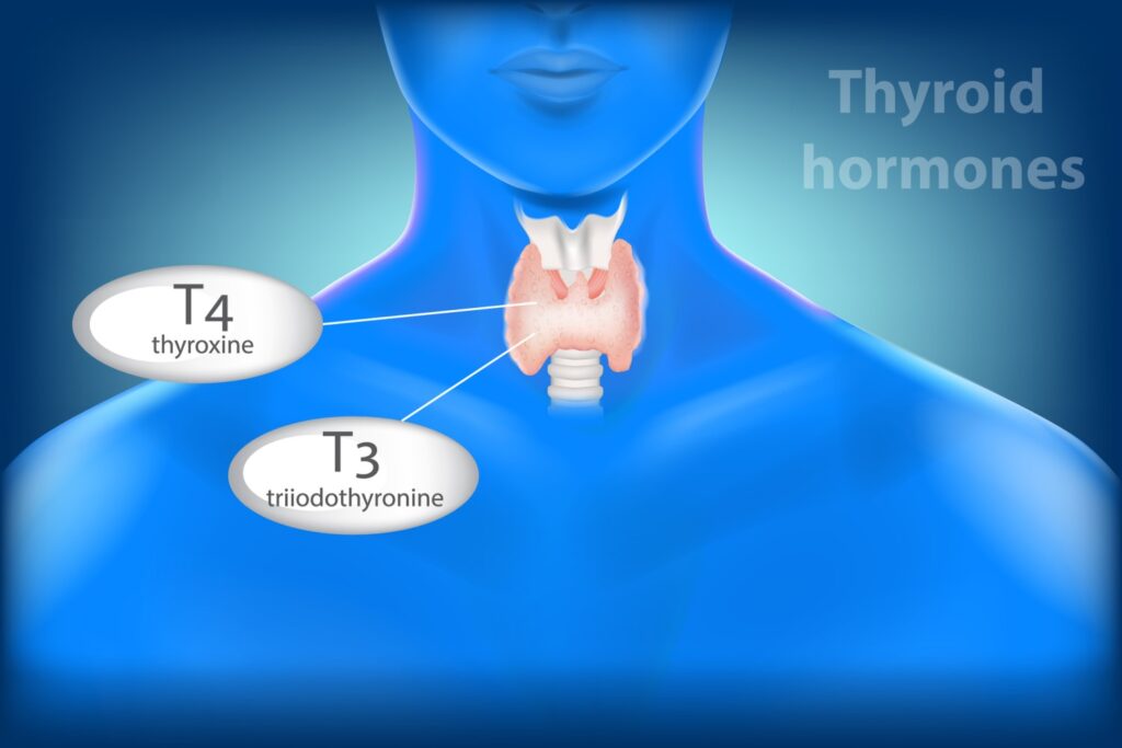thyroid hormone therapy