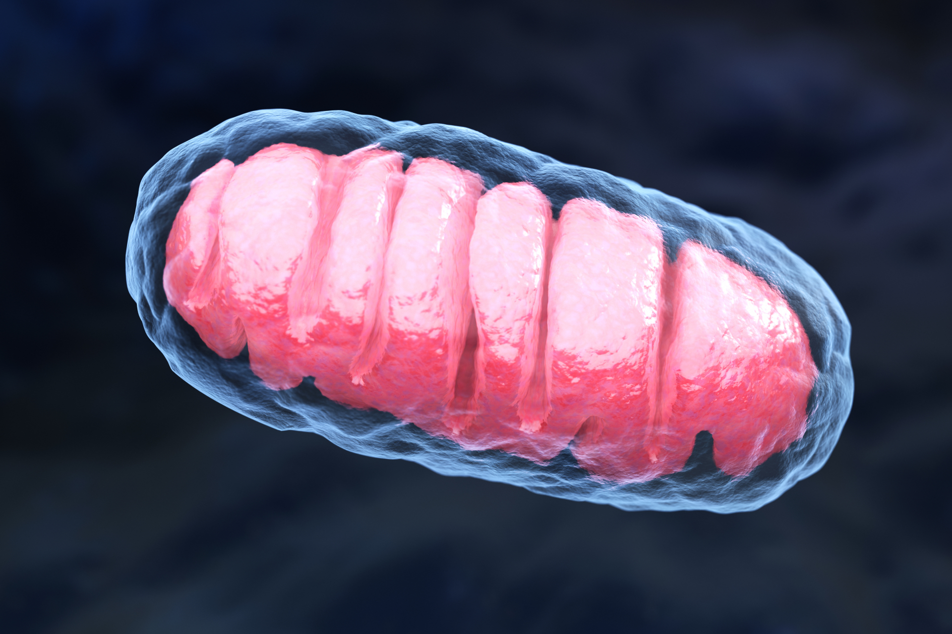 Mitochondrial Mastery: Boosting Your Cellular Powerhouses for Longevity